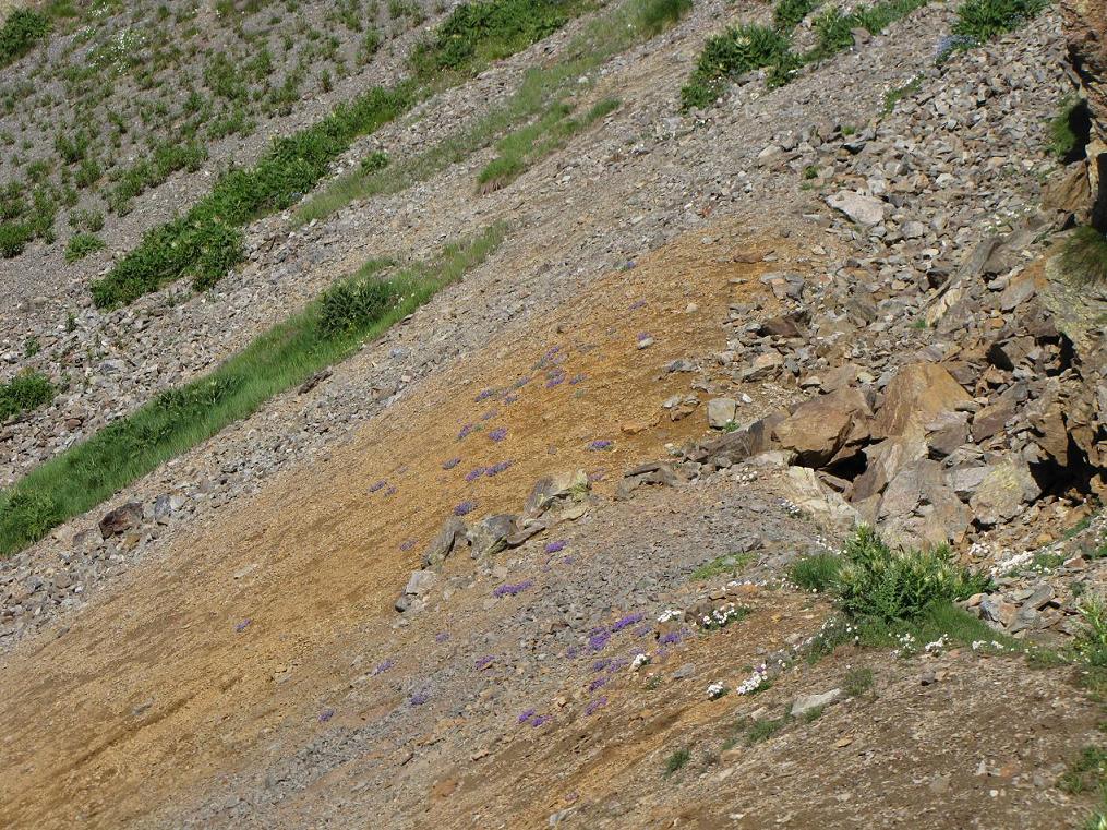 Sentieri ferrati, sentieri fioriti: i fiori dell''Albiolo